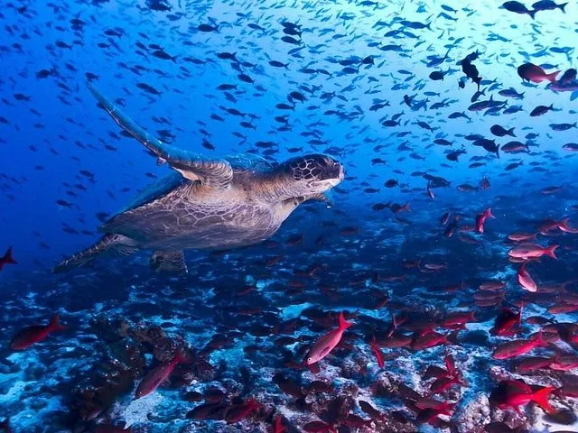 Sea turtle swimming underwater among a large school of small fish