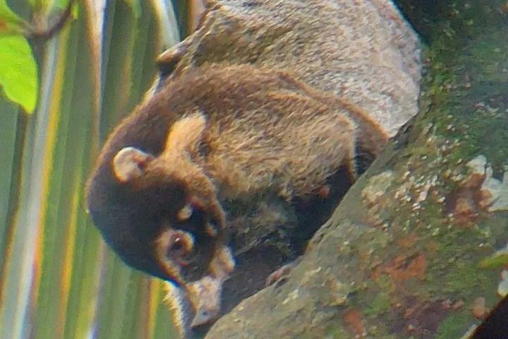 Vue rapprochée d'un animal à fourrure agrippé au tronc d'un arbre.