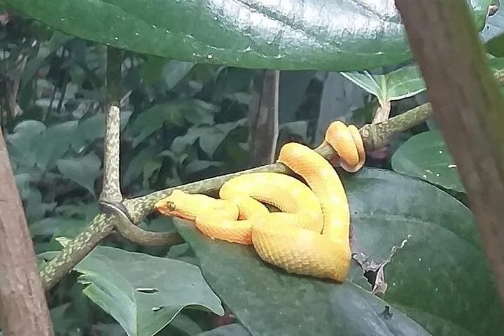 Eine kleine gelbe Wimpernviper, zusammengerollt auf einem grünen Blatt im Wald.