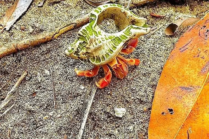 Ein Einsiedlerkrebs im Sand, der sich teilweise aus seinem grün-weiß gemusterten Gehäuse herausstreckt.