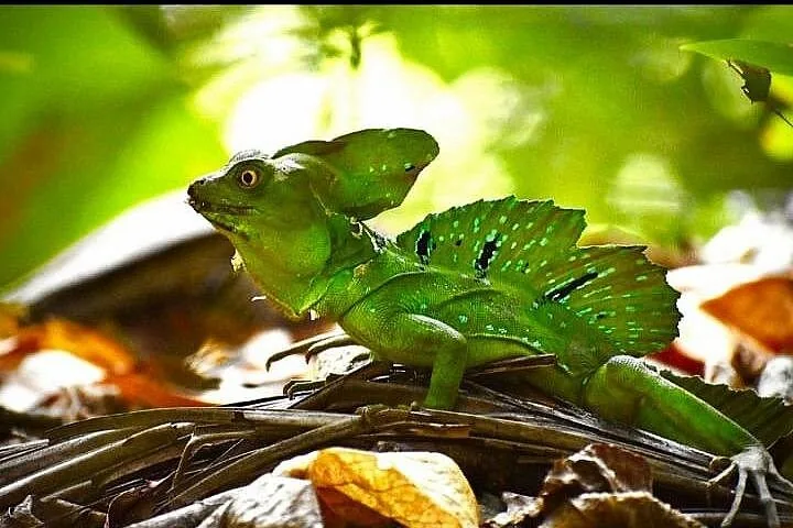 Eine leuchtend grüne Basiliskenechse, die auf totem Laub im Dschungel ruht.